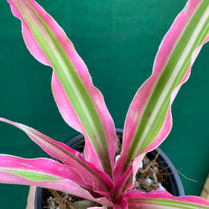 Cryptanthus - Rainbow Star