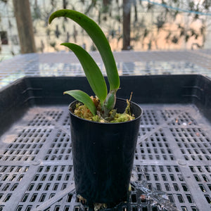 Orchid - Cattleya Alliance ‘Lc. Mem Robert Straight’