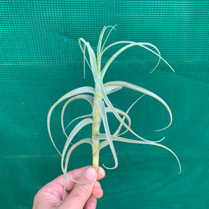 Tillandsia - Paleacea ‘Large Form’ ex. KK