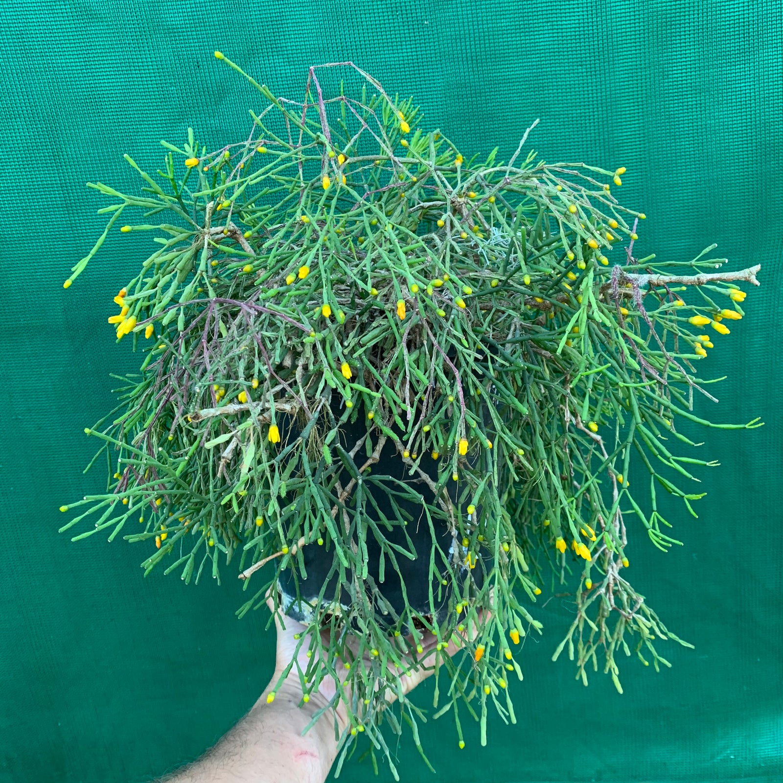 Hatiora salicornioides - R59