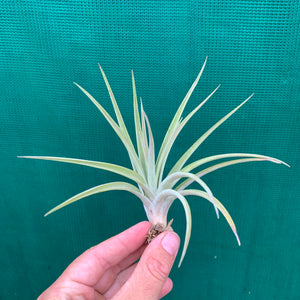 Tillandsia - Velutina