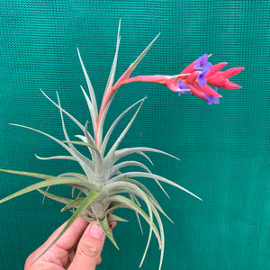 Tillandsia - subsecundifolia x aeranthos Purple ex. PT