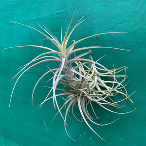 Tillandsia - buchlohii ex. PT NEW