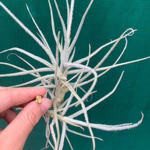 Tillandsia - graomogolensis (Fragrant)