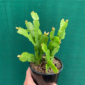 Zygocactus Rosa Palido