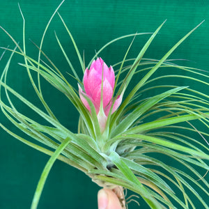 Tillandsia - stricta