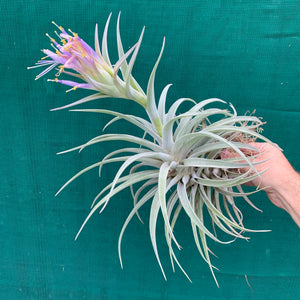 Tillandsia - hondurensis ex. OM