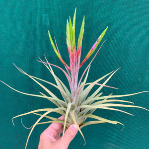 Tillandsia - Redy ex. OM