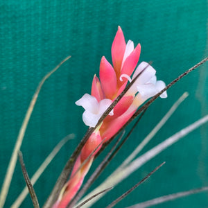 Tillandsia - tenuifolia 'Frosted Purple' ex. PT