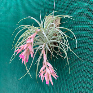Tillandsia - Pink Sugar ex. DD