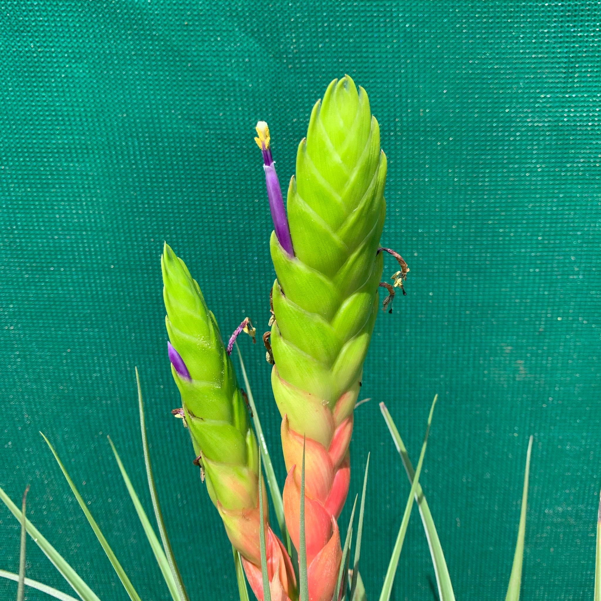 Tillandsia - jaliscomonticola - Air Plant Decor