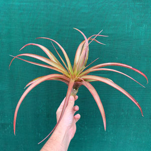 Tillandsia - capitata ‘Red’