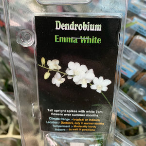 Orchid - Dendrobium ‘Emma White’