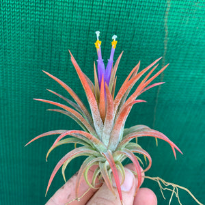 Tillandsia - ionantha ‘Orange’ ex. BH