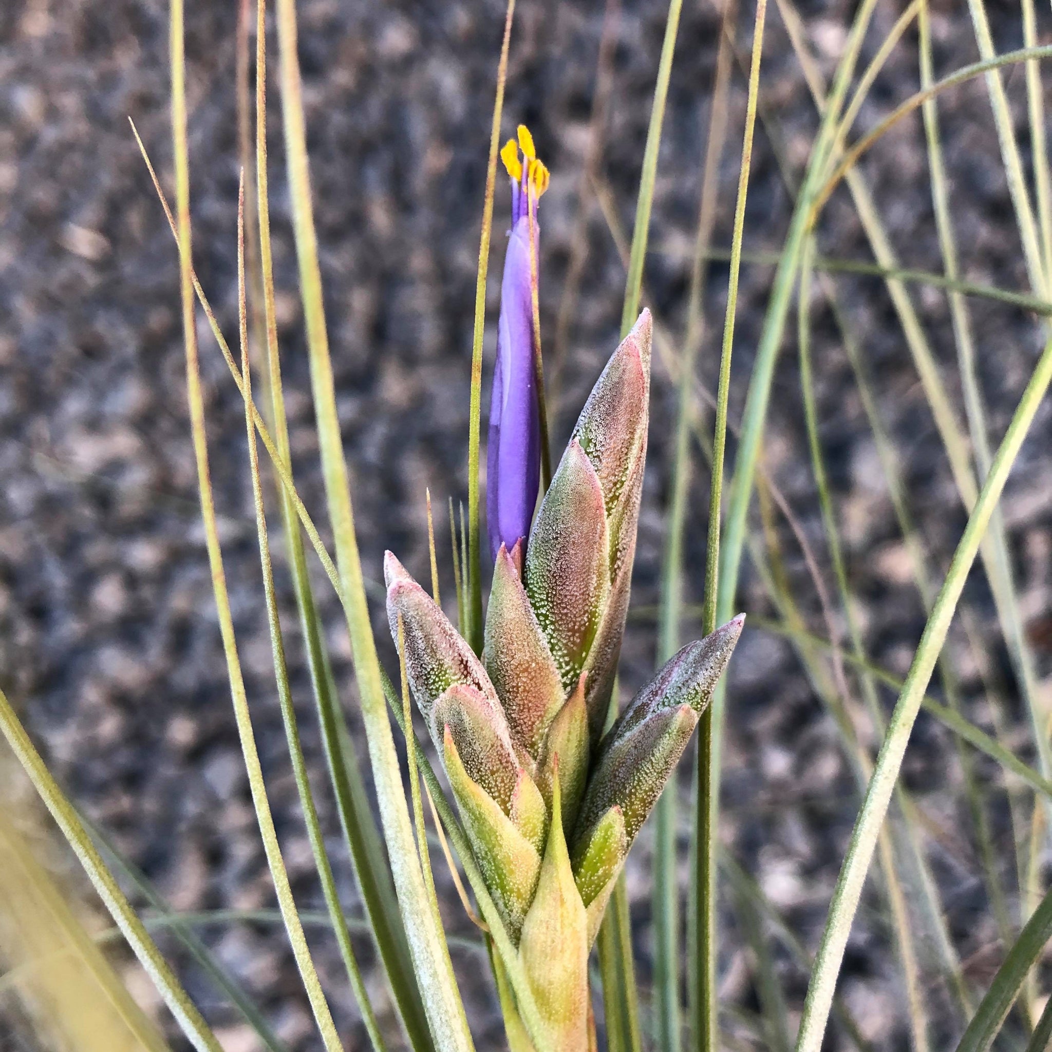 air plant juncea Tillandsia - juncea
