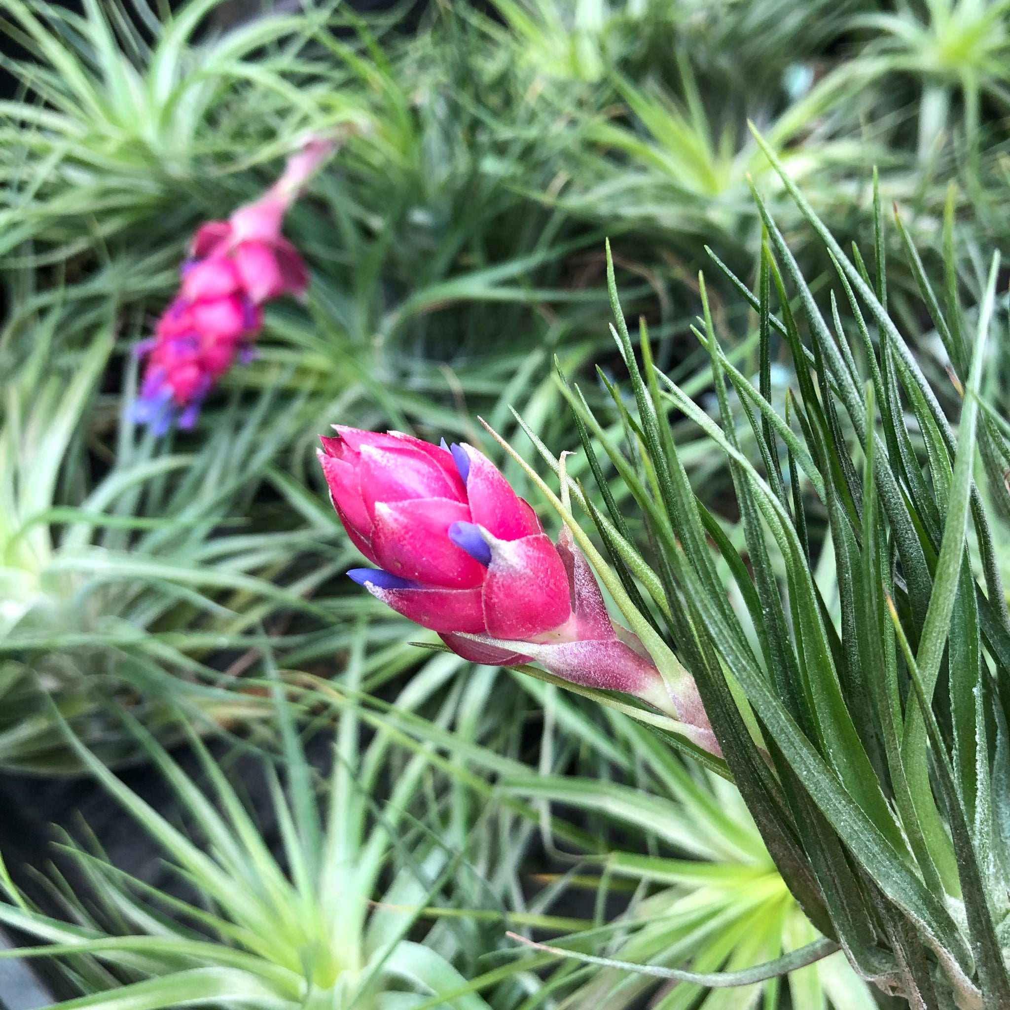 cotton candy air plant care Tillandsia - Cotton Candy 'Compact Form'