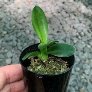 Orchid - Cattleya Species Laelia Purpurata x Self