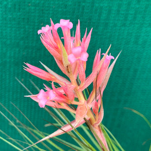 Tillandsia - globosa