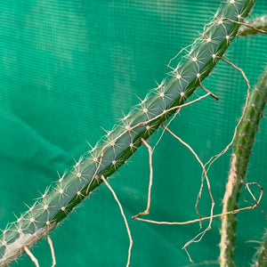 Selenicereus vagans - EP1o
