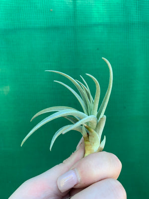 Tillandsia - Veronica's Mariposa ex. GA