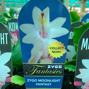 Zygocactus Moonlight Fantasy