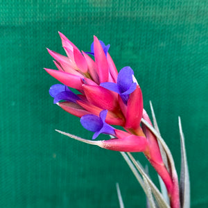 Tillandsia - Purple Gem