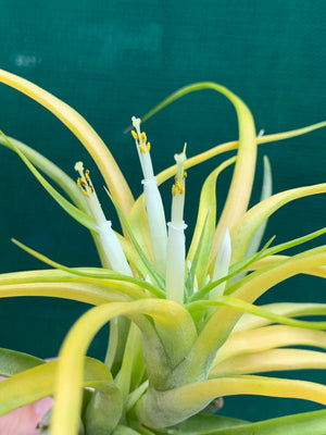 Tillandsia - Sunglow