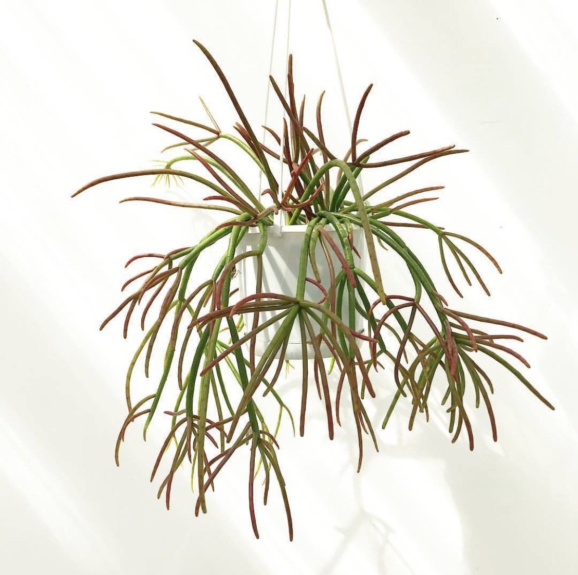 Rhipsalis crythrocarpa ‘Red Coral’ - R41
