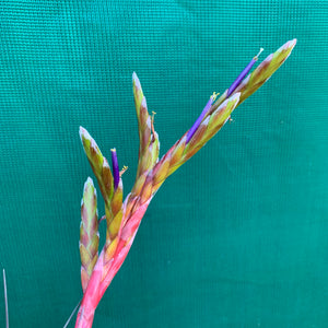 Tillandsia - aff. botterii ex PT NEW