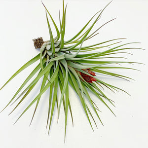 Tillandsia - Hal’s Nidus