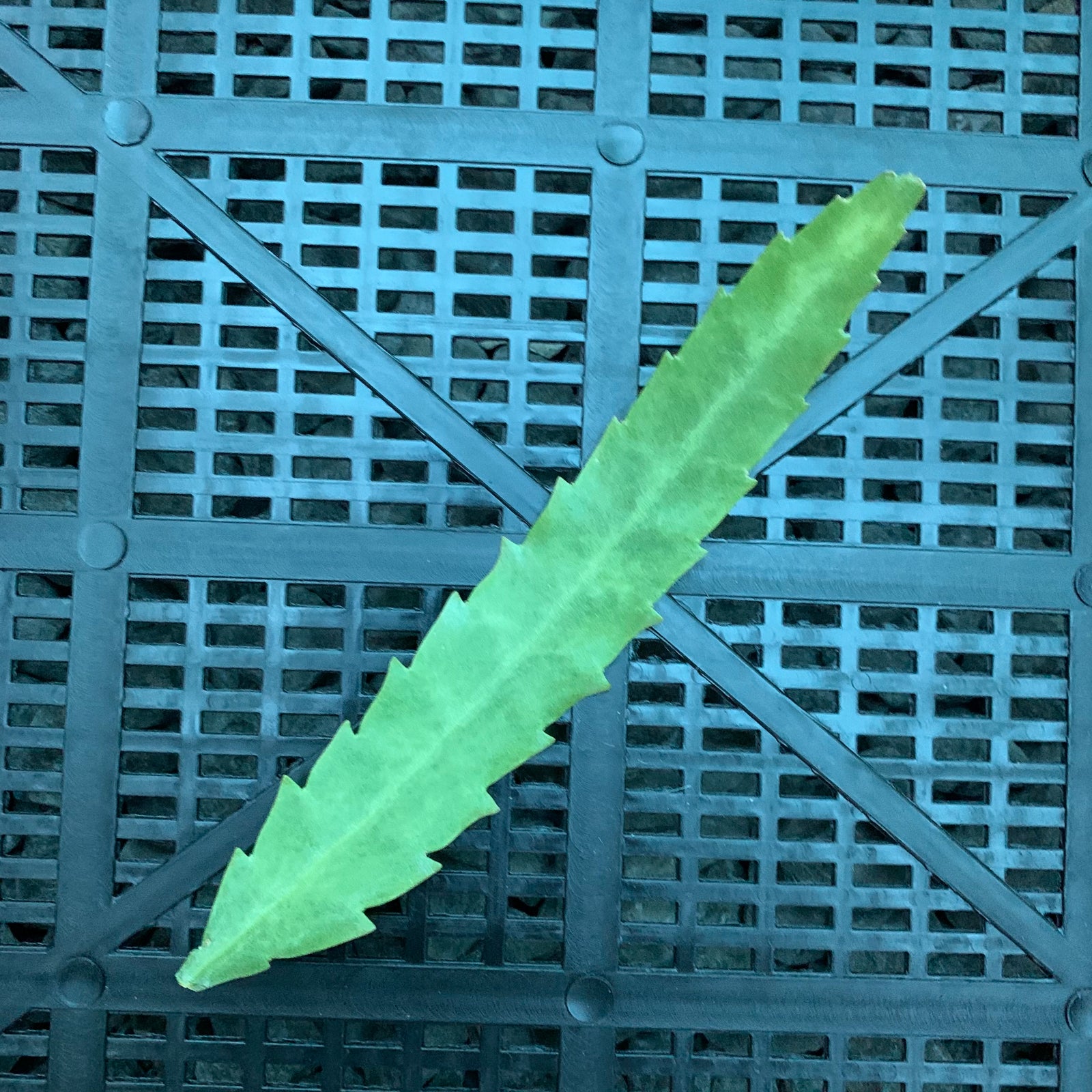 Lepismium houlletiana f. houlletiana (Yellow) - R42