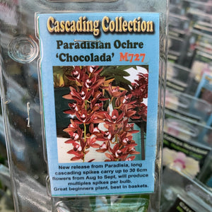 Orchid - Cascading Paradisian Ochre ’Chocolada’ M727