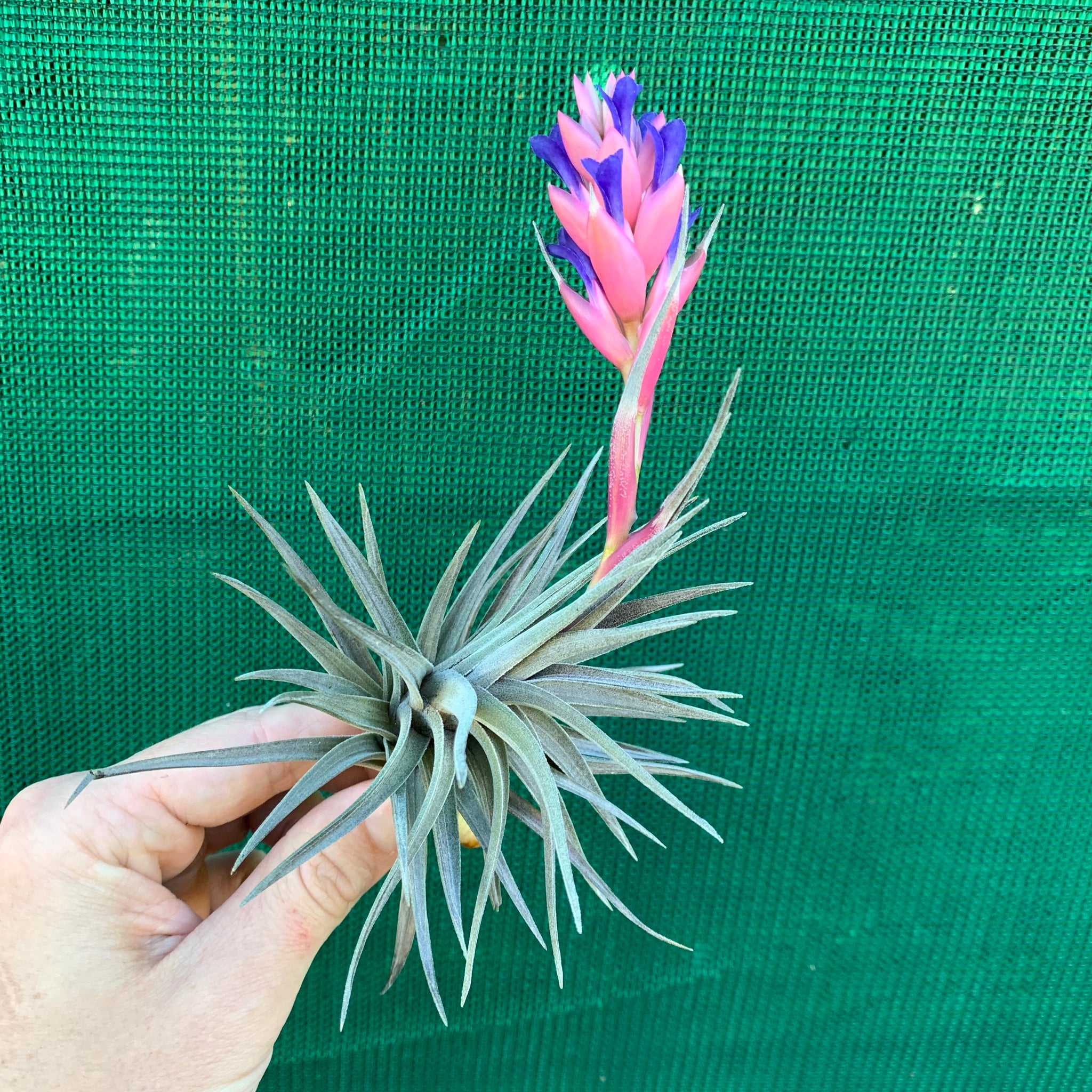 air plant with purple flowers Tillandsia - Purple Gem