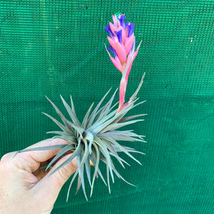 Tillandsia - Purple Gem