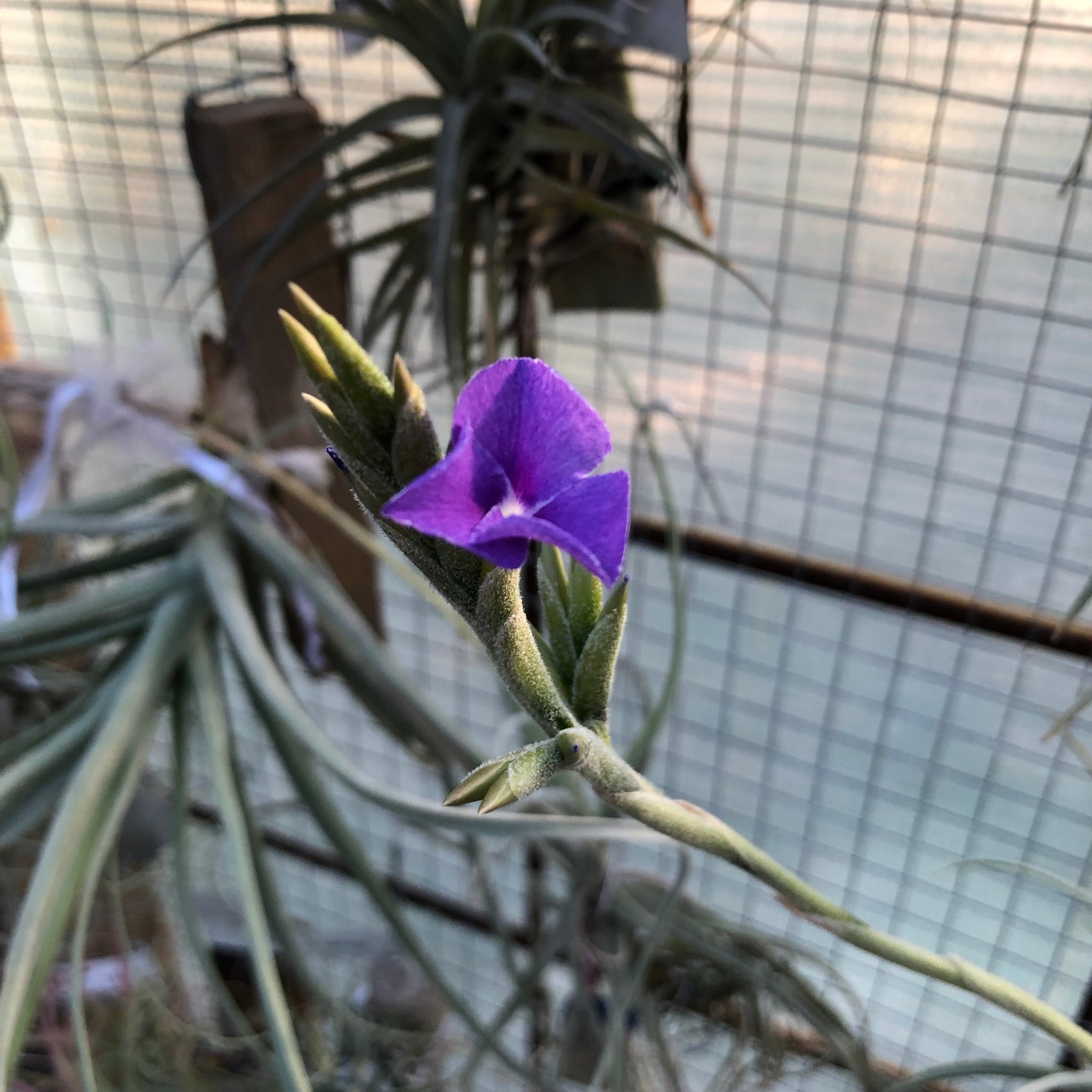streptocarpa air plant Tillandsia - streptocarpa (Fragrant)