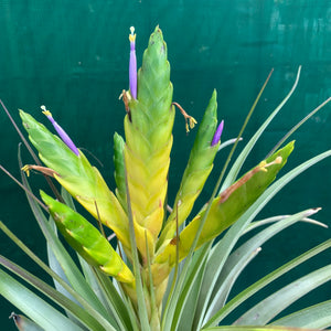 Tillandsia - fasciculata v. Chacalapa NR58