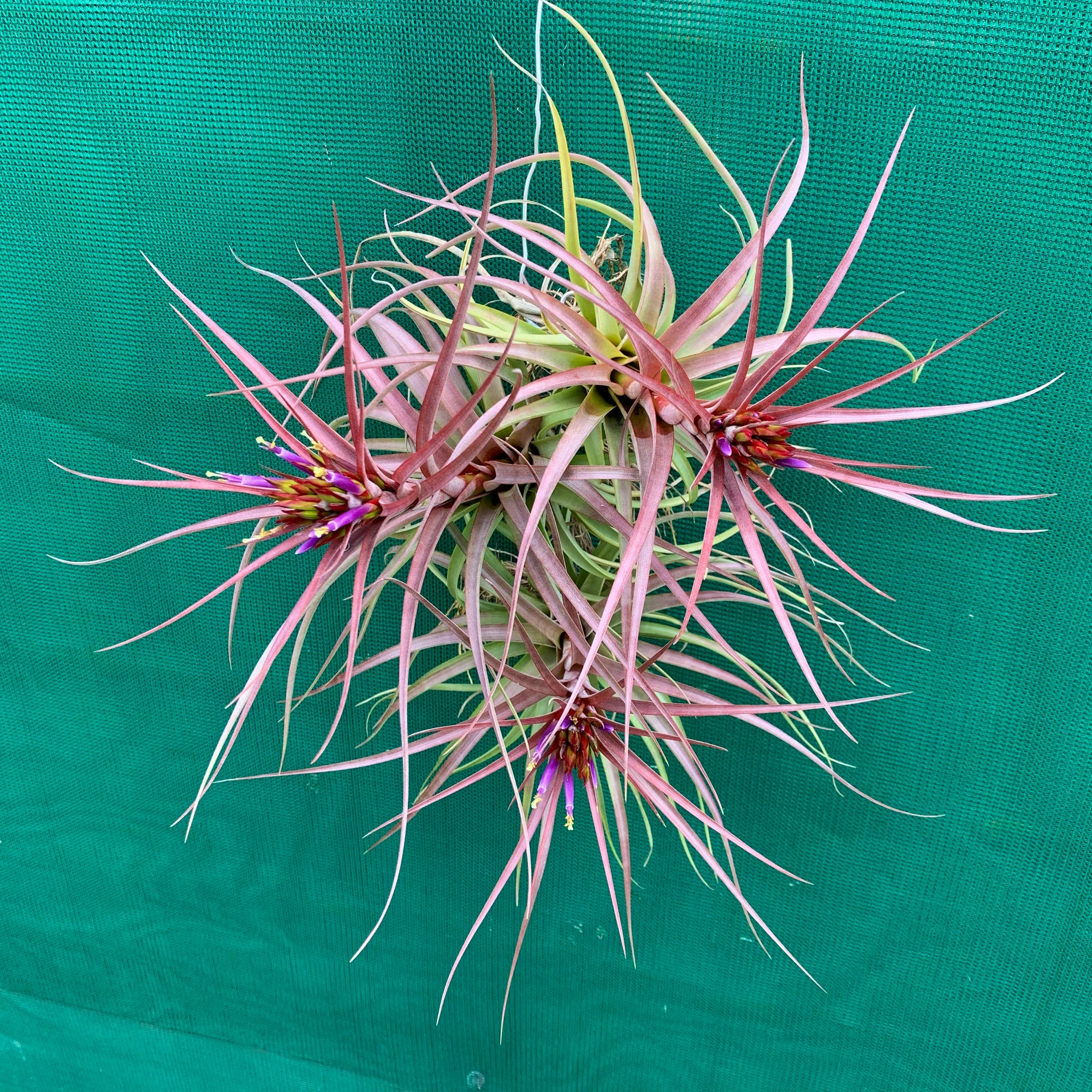 Tillandsia - Sparkler ex. NR NEW