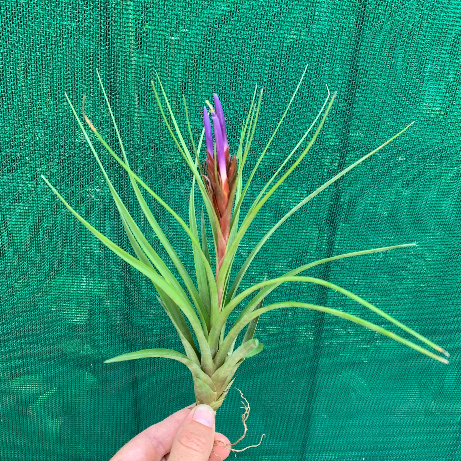 Tillandsia - stricta x fasciculata ex. OM