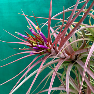 Tillandsia - Sparkler ex. NR