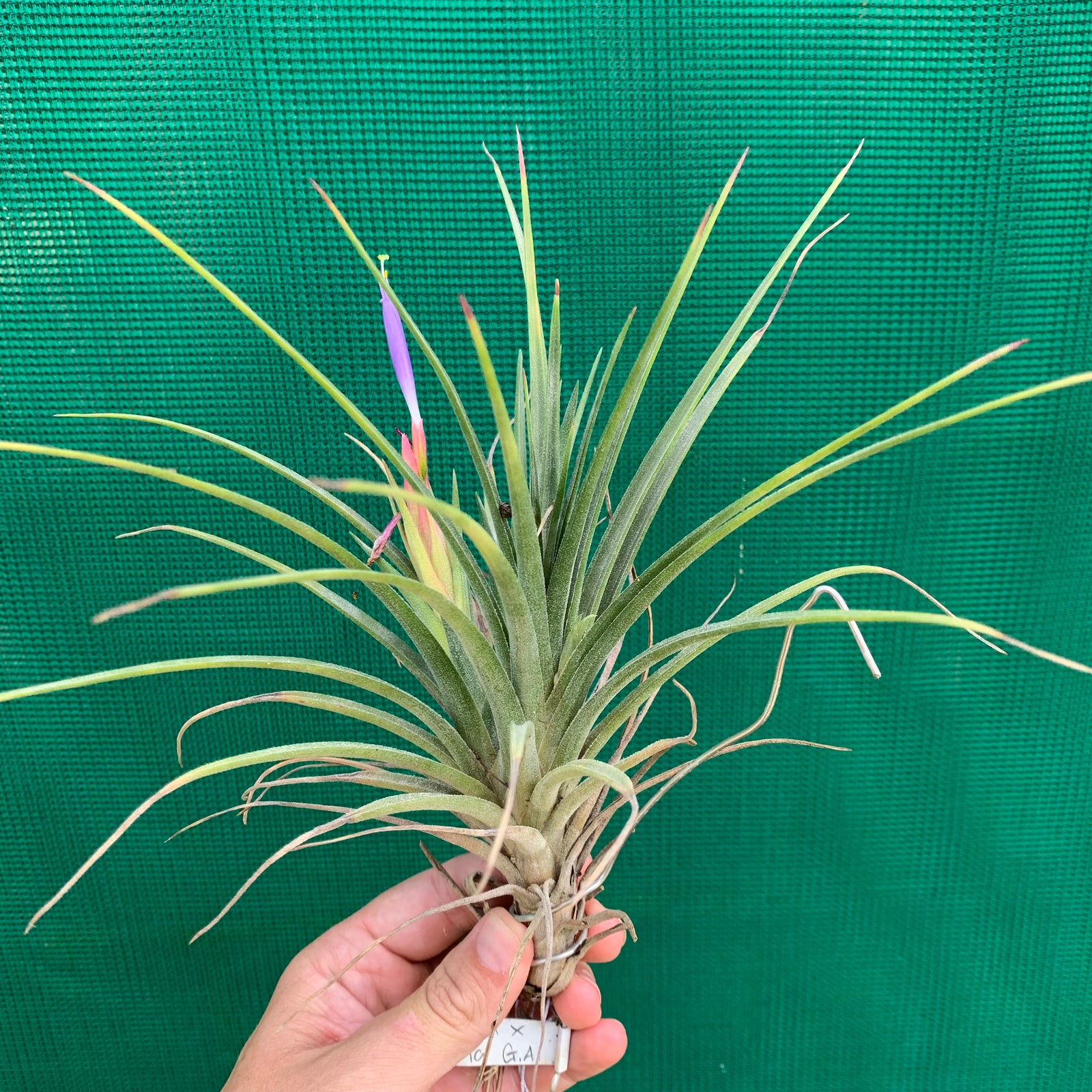 Tillandsia - Boreen ex. GA NEW