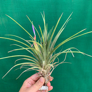 Tillandsia - Boreen ex. GA NEW