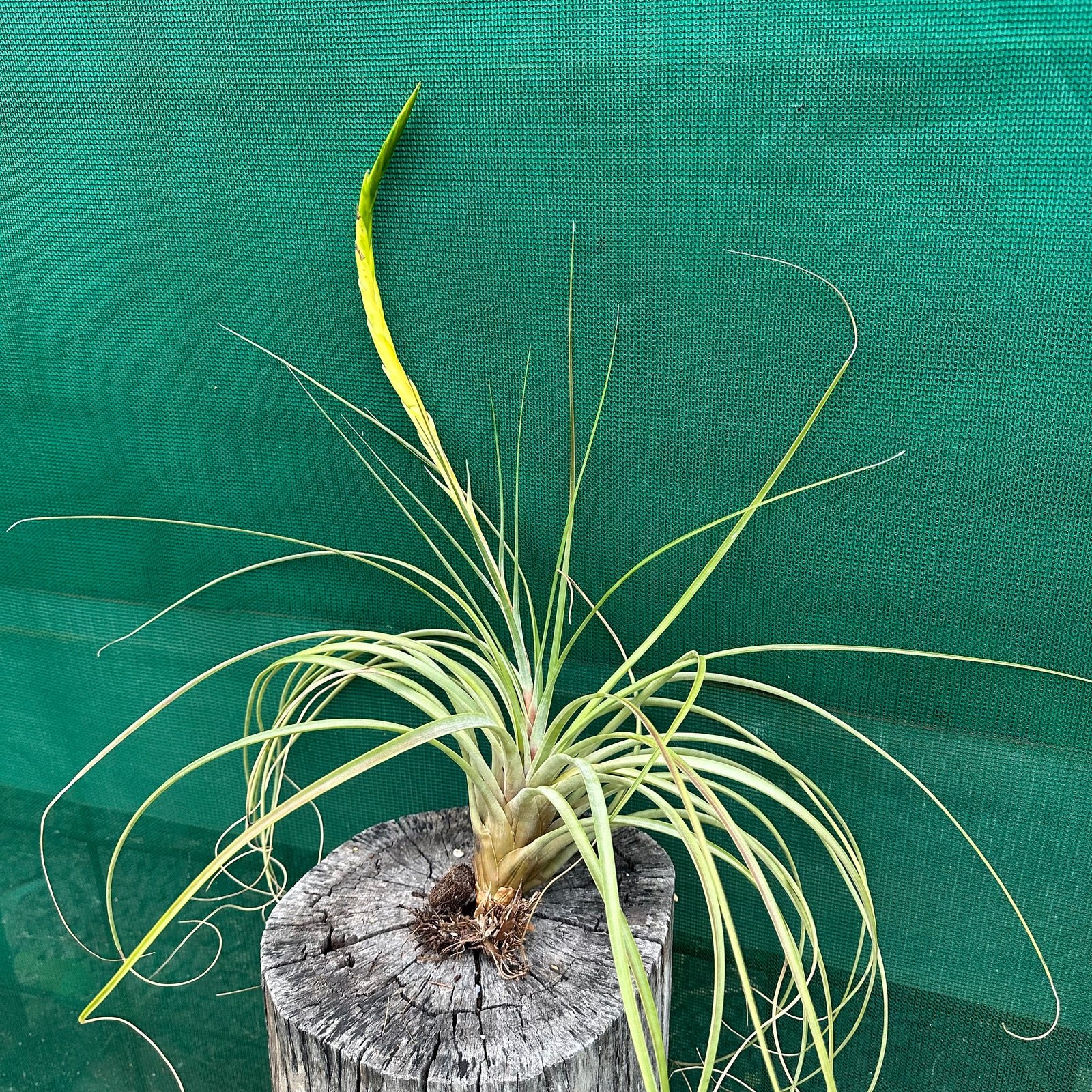 Tillandsia - aff rodrigueziana ‘Yellow’ ex. Richter
