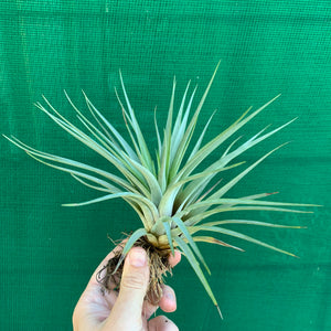 Tillandsia - Hal’s Nidus