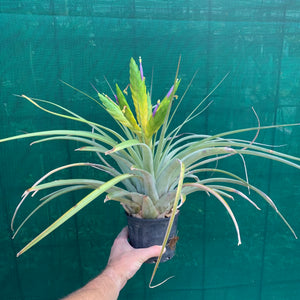 Tillandsia - fasciculata v. Chacalapa NR58