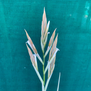 Tillandsia - lorentziana