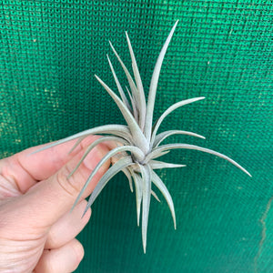 Tillandsia - Purple Gem