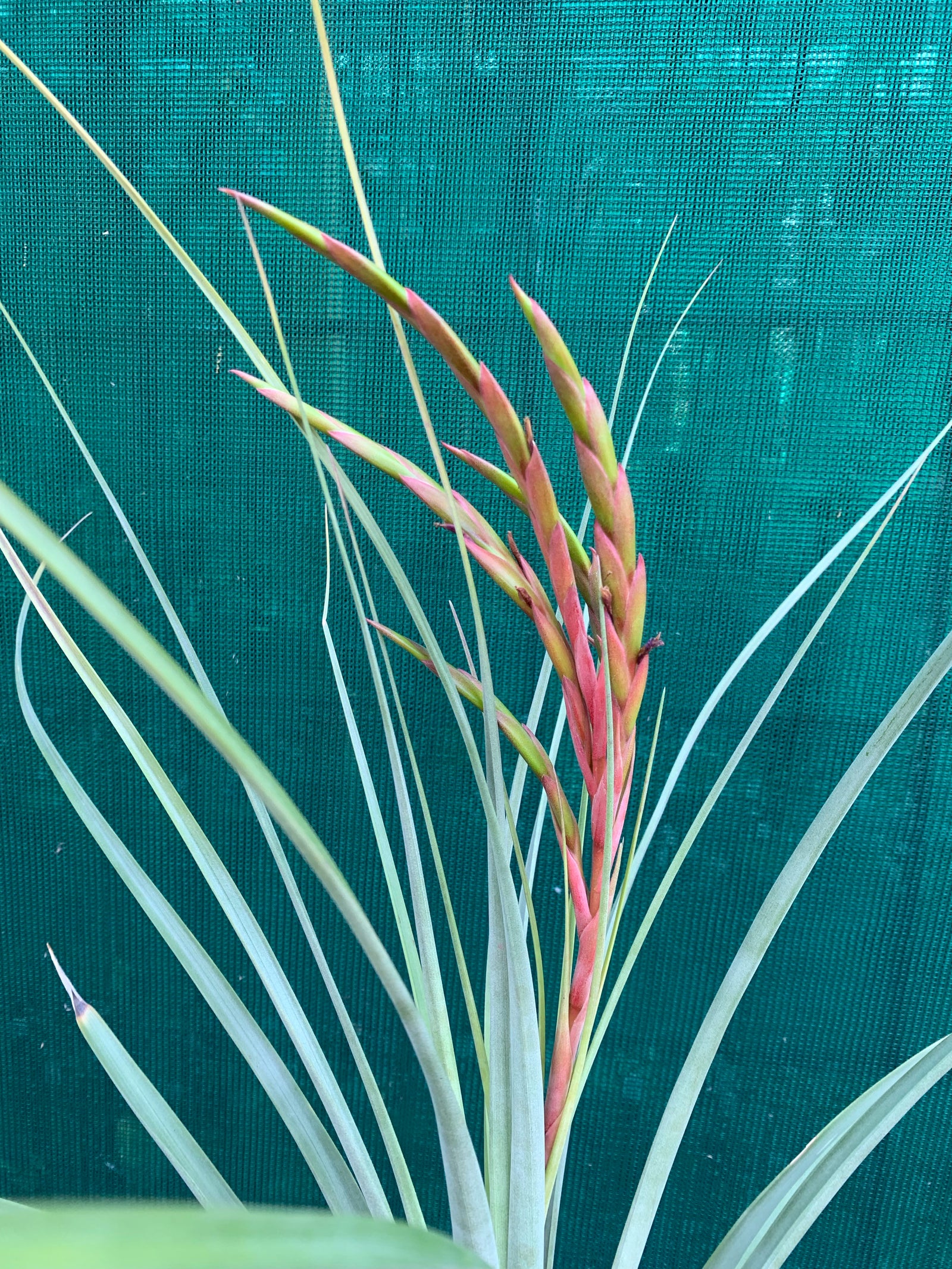 Tillandsia - Evelyn Reilly