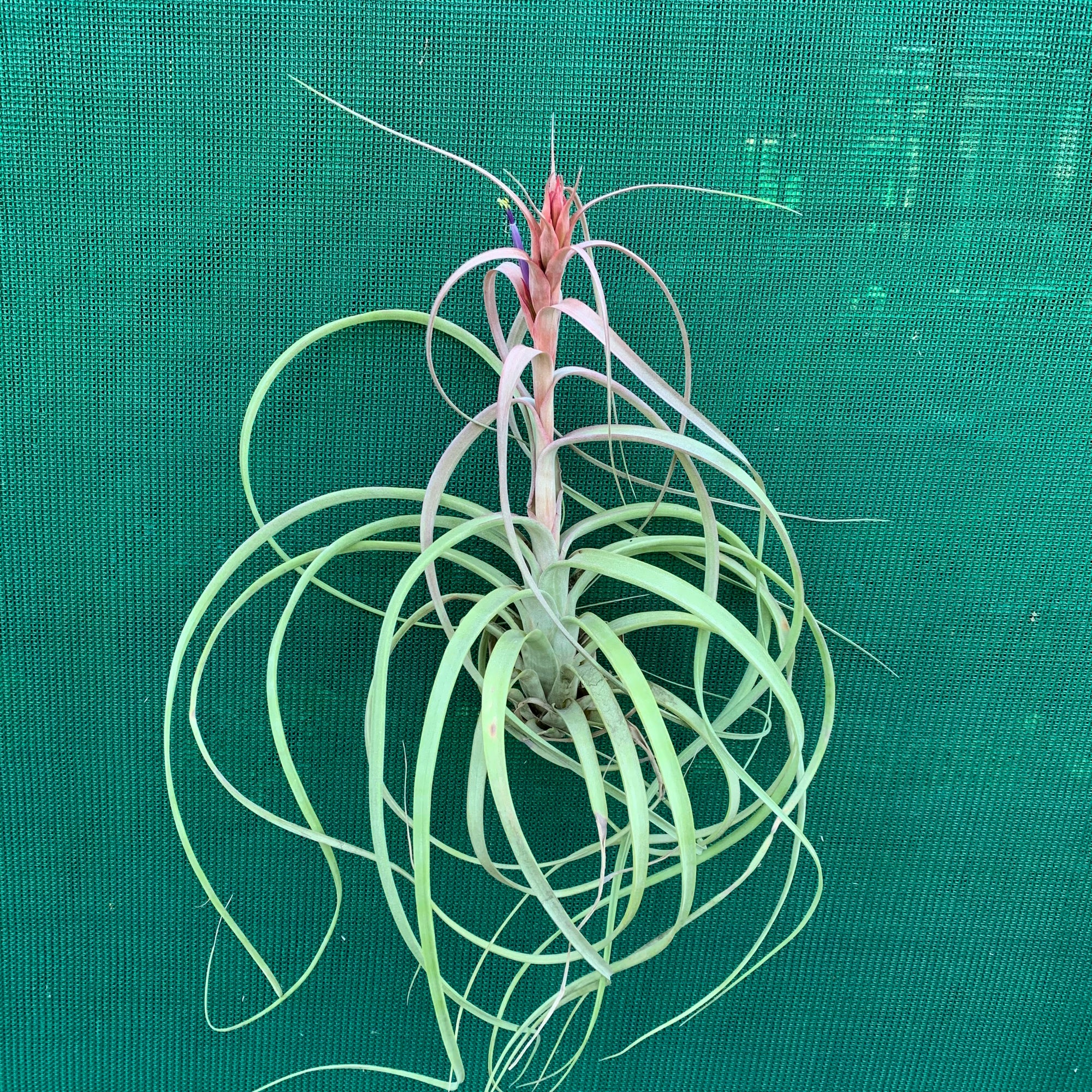 Tillandsia - Red Fountain