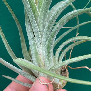 Tillandsia - ionantha x paucifolia ex. CV