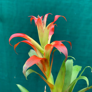 Tillandsia - leiboldiana ‘Red Form’ ex. PT